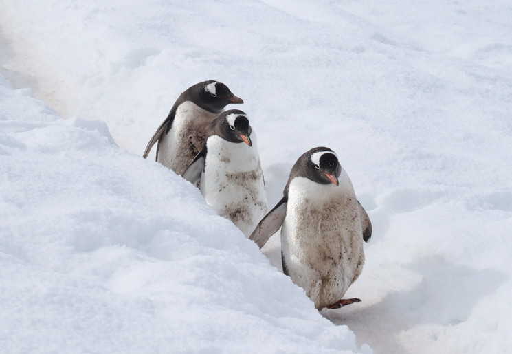 Pinguins op Antarctica