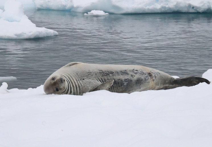 Cruise in Antartica, zeehond