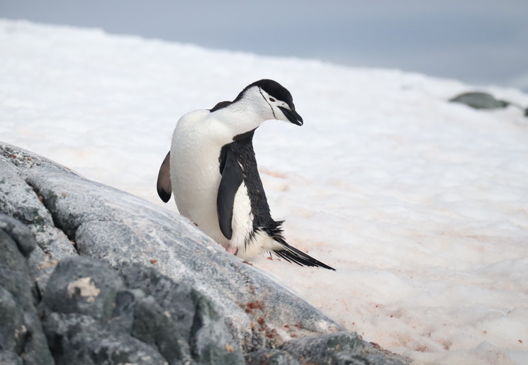 Pinguïn-op-ijsschots