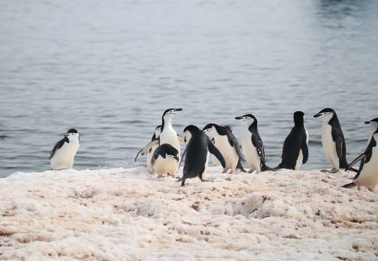 Cruise door Antartica