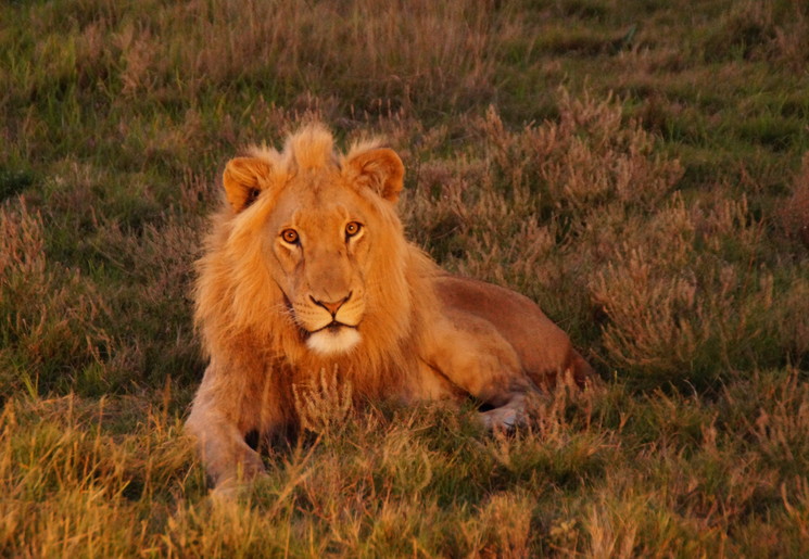 Prachtige leeuw in het Kruger National Park.