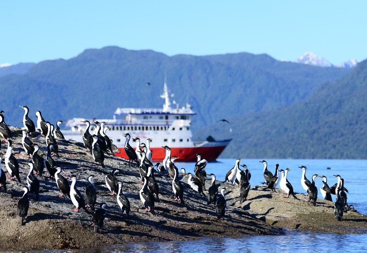 Pinguins voor de Skorpios Cruise © Skorpios Cruises