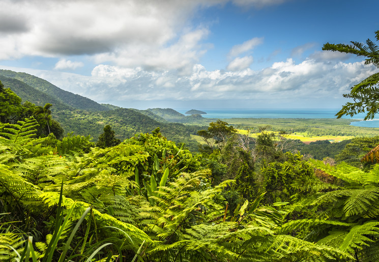 Zeldzame flora in het regenwoud Daintree, Australië