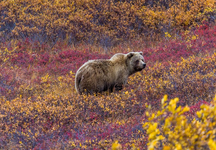 Grizzlybeer in Denali National Park, Alaska, Verenigde Staten Grizzlybeer in Denali National Park, Alaska, Verenigde Staten