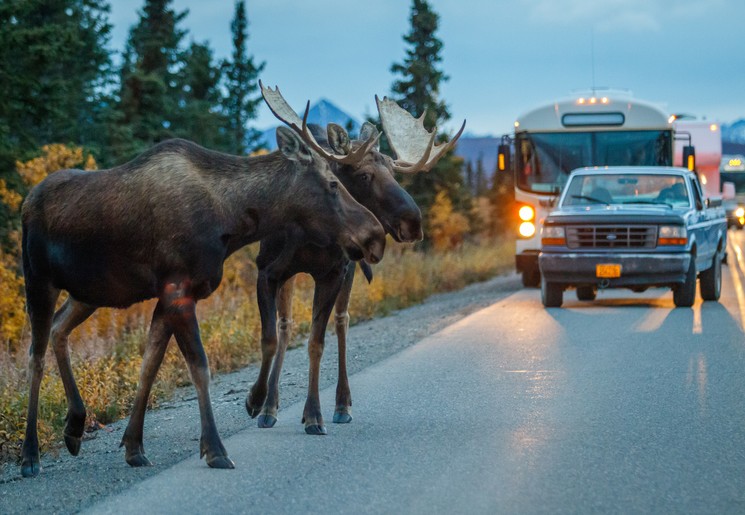 Elanden in Denali NP, Alaska