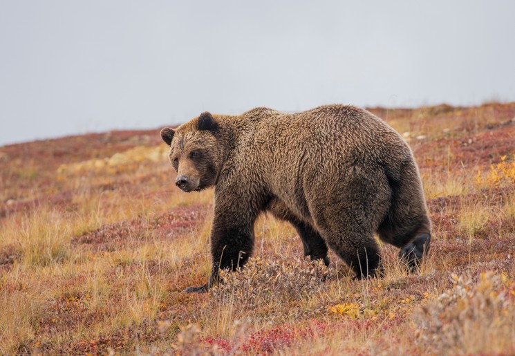 Grizzlybeer in Denali National Park, Alaska, Amerika