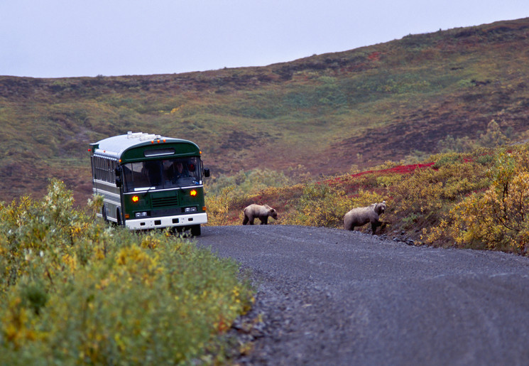 Grizzlyberen aan de kant van de weg, Denali National Park, Alaska, Verenigde Staten Grizzlyberen aan de kant van de weg, Denali National Park, Alaska, Verenigde Staten