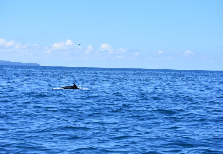 Dolfijn bij Isla del Cano