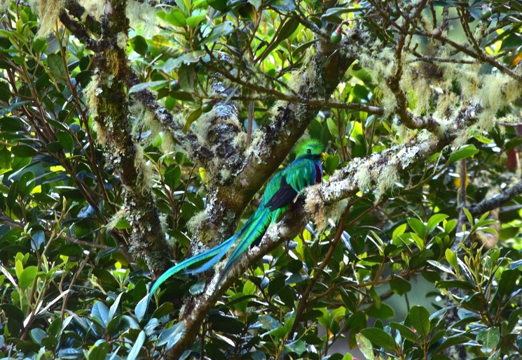 Spot de magische quetzal in Costa Rica