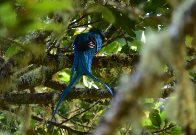 De blauwe kleuren van de quetzal in de schaduw