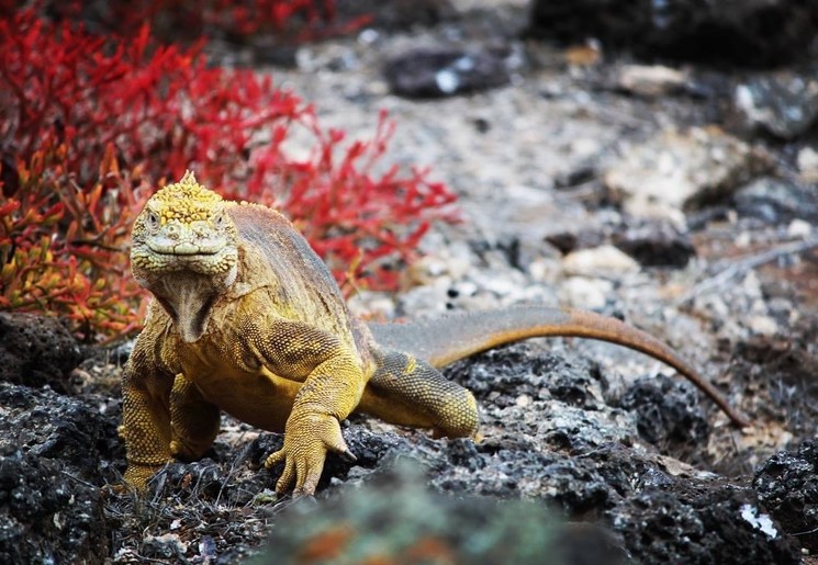 Zeeleguaan op de Galápagoseilanden
