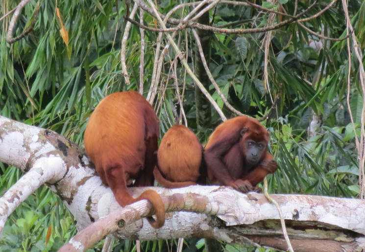 Een familie rode brulapen gespot in de bomen langs de Napo-rivier in de Amazone, 