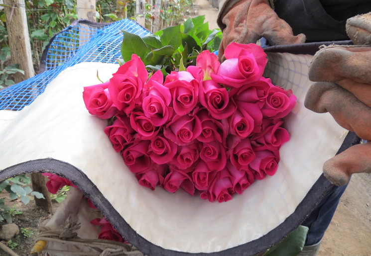 kleurrijke rozenplantages in Cayambe