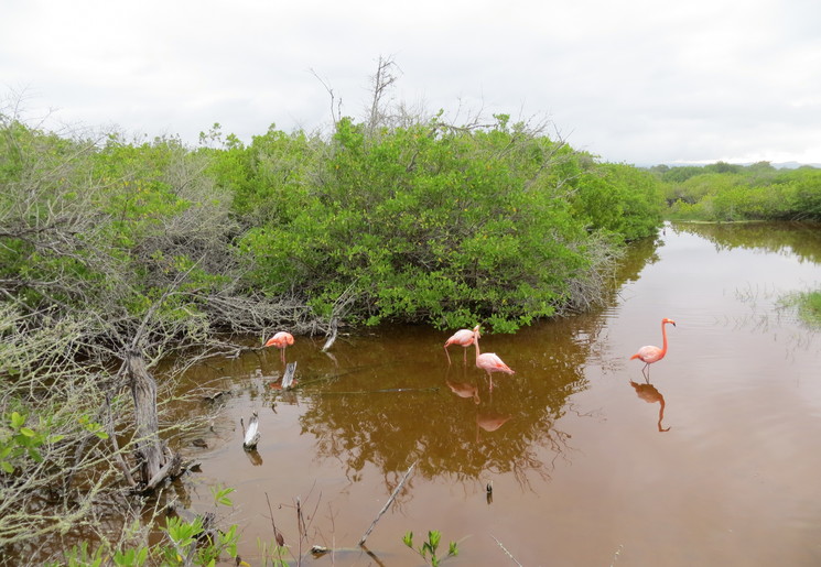 Flamingo’s in de mangrove op Isabela