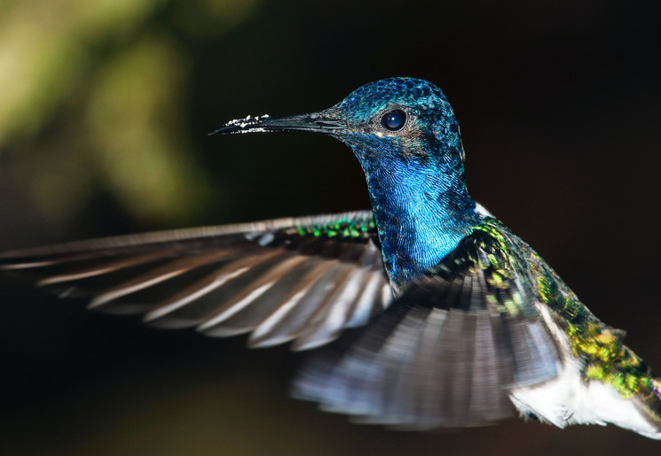 Ecuador-Mindo-Kolibri-2