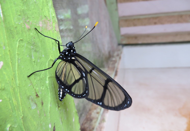 Ecuador-Mindo-vlinder