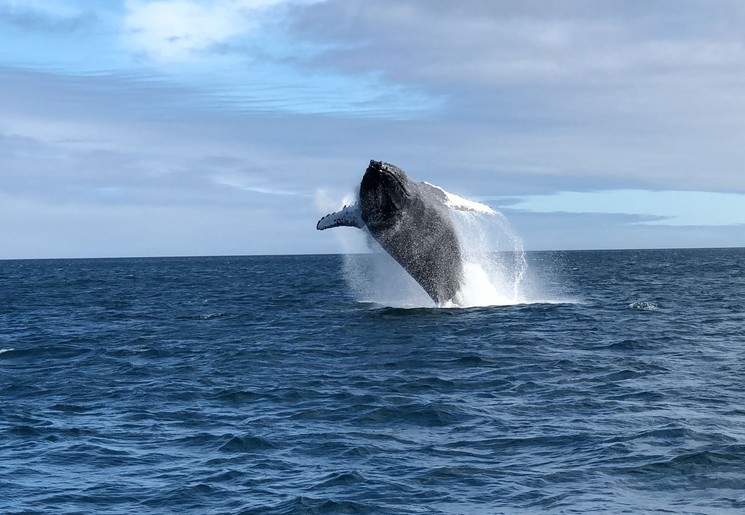 Ecuador-Puerto-Lopez-walvis