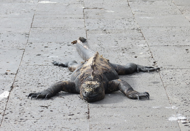 Zwarte zeeleguanen op Santa Cruz