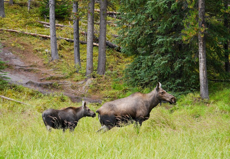 Elanden in de natuur, Canada