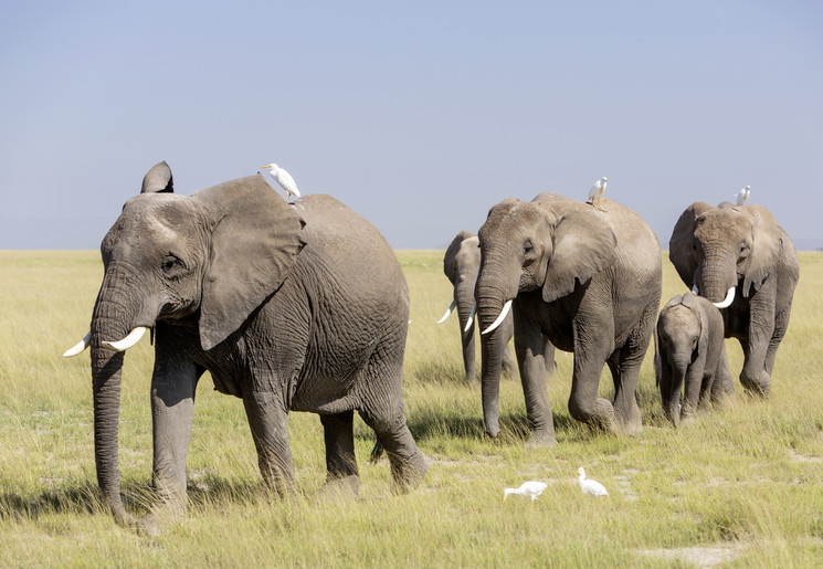 Olifanten op de savanne van Amboseli National Park