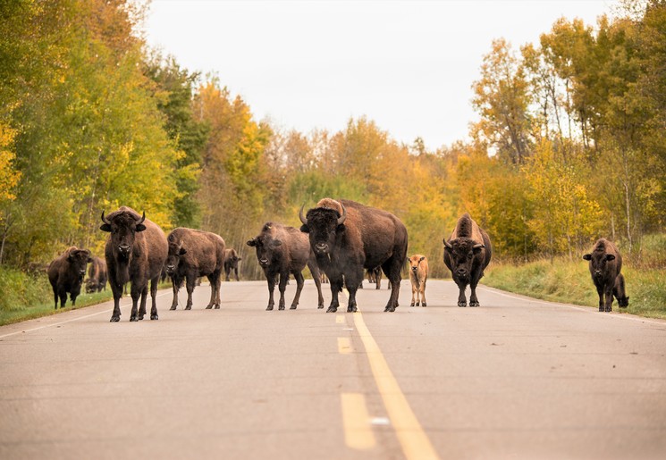 Bizons op de weg in Elk-Island National Park