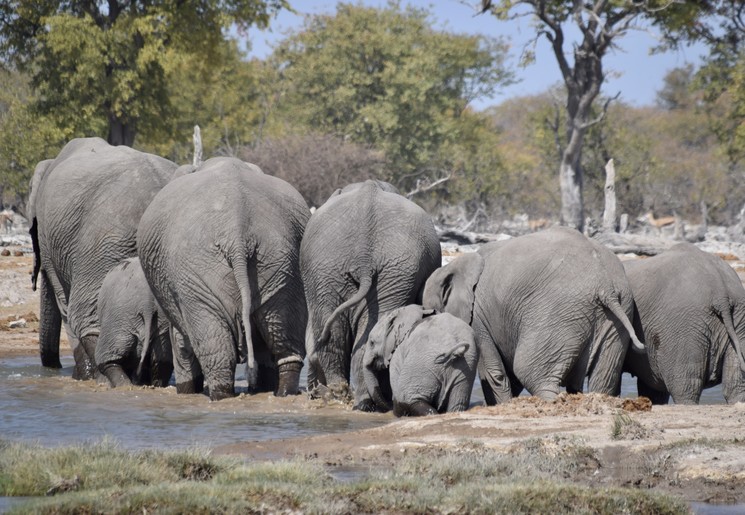 Olifanten bij een waterhole