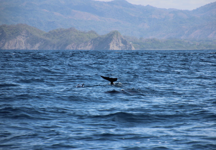 Dolfijnen en walvissen spotten in Costa Rica