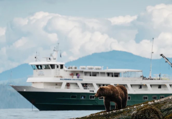 Beren spotten tijdens cruise door Glacier Bay, Alaska