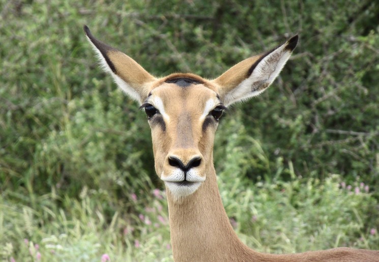 Impala tijdens een wandelsafari