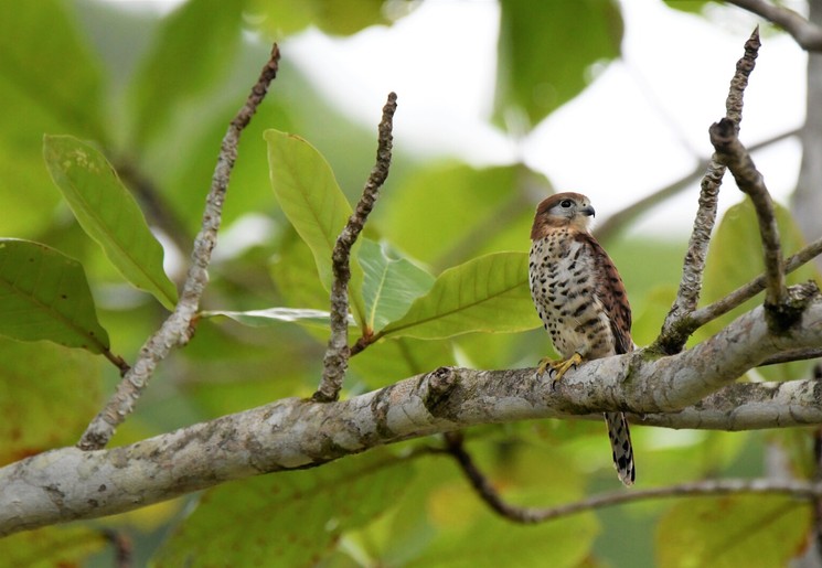 Inheemse vogel van mauritius in de Ferney Valley