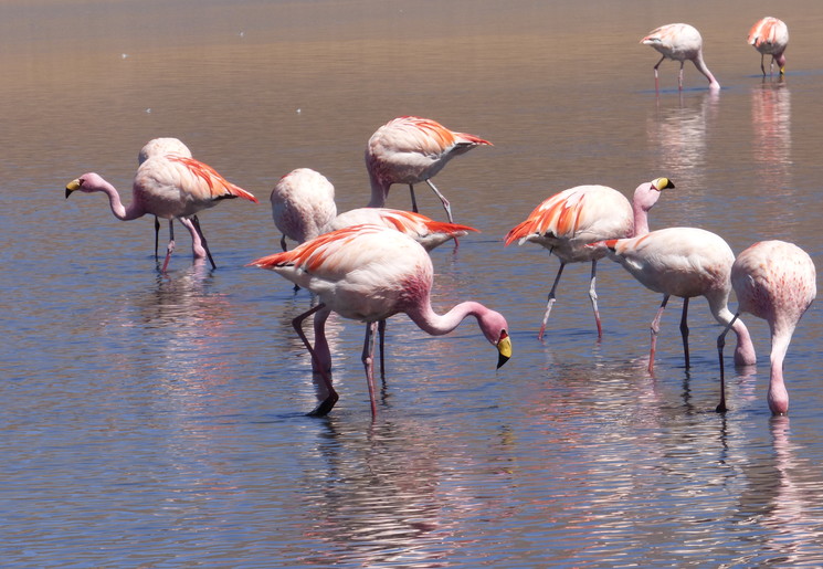 Flamingos-Uyuni-Bolivia