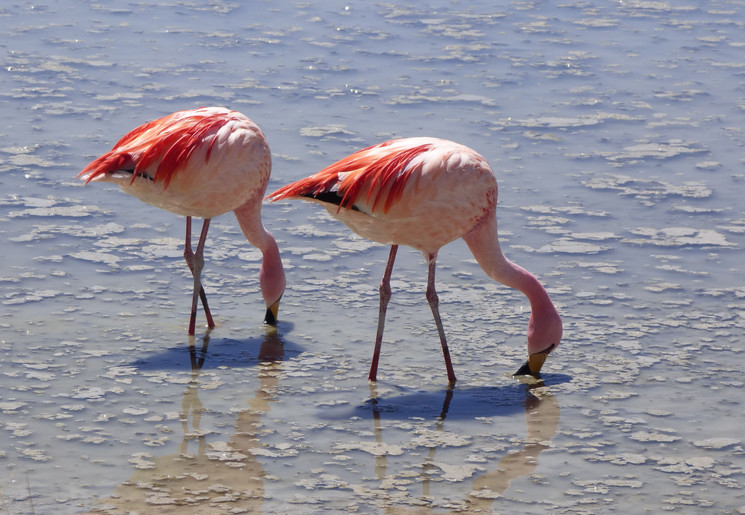 Flamingo's in Bolivia