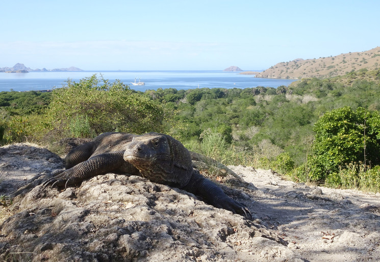 Komodovaranen spotten tijden een uitgebreide reis op Flores