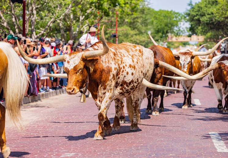 Ervaar de cattledrive door de straten van Fort Worth in Texas