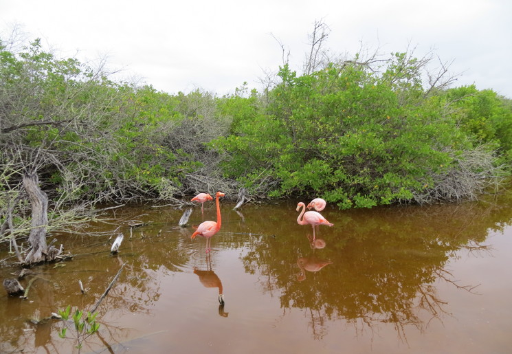 Kleurrijke flamingo’s in de wetlands op Isabela