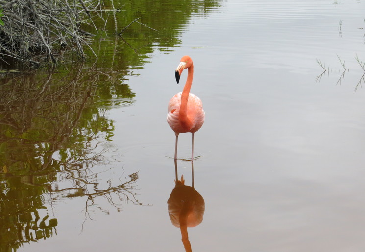 Flamingo o Isabela Island