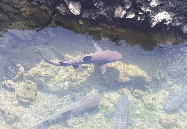 Haaien zwemmen in het rond nabij Isabela Island, Galapagos