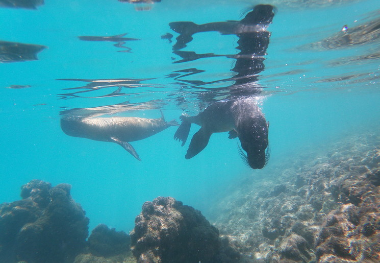 snorkel samen met speelse zeeleeuwen op Isabela snorkel samen met speelse zeeleeuwen op Isabela