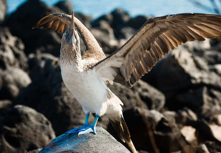 de blauwe voetjes van de jan van genten op San Cristobal