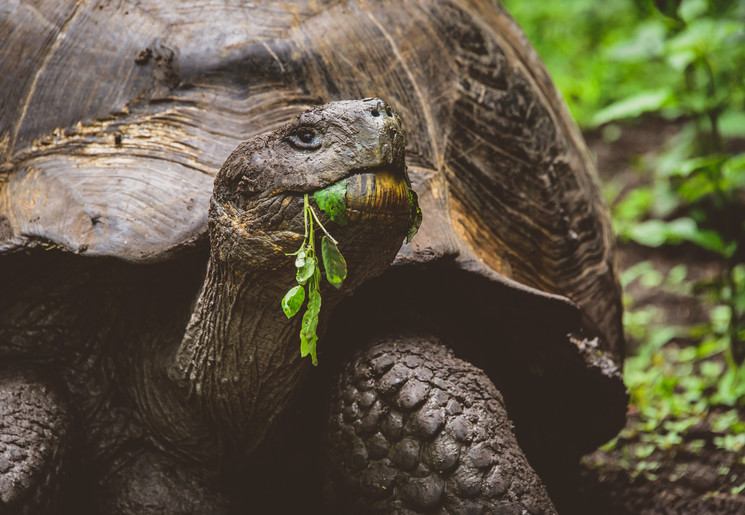 Schildpad op San Cristobal op de Galapagoseilanden