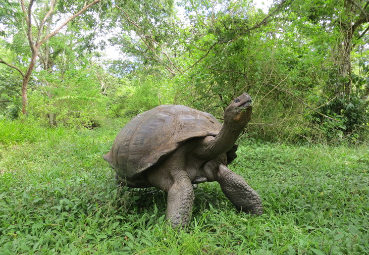 Galapagoseilanden
