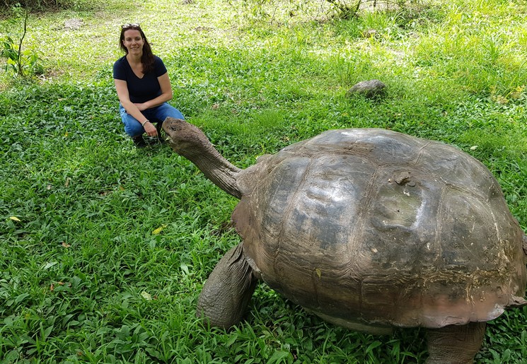 reuzenschildpad op Santa Cruz reuzenschildpad op Santa Cruz