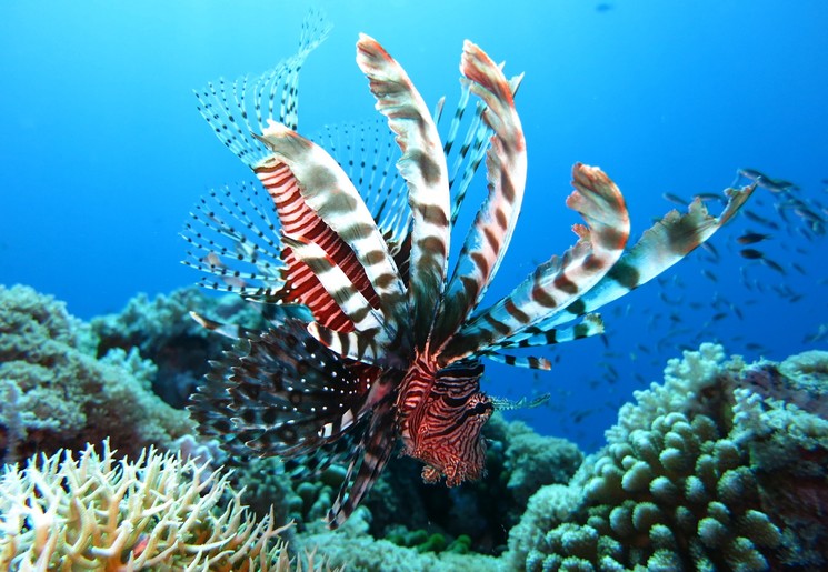 Gili-Meno-Lion-Fish