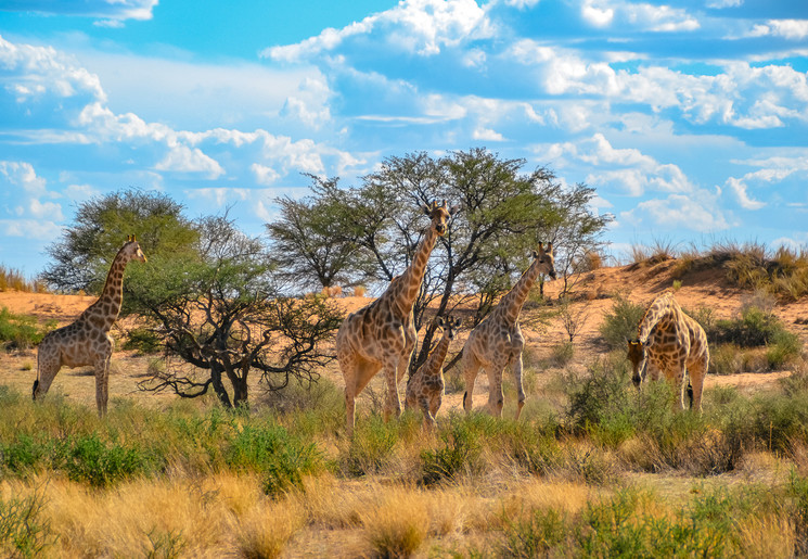 De Kalahari-woestijn, een thuis voor giraffen in Namibië