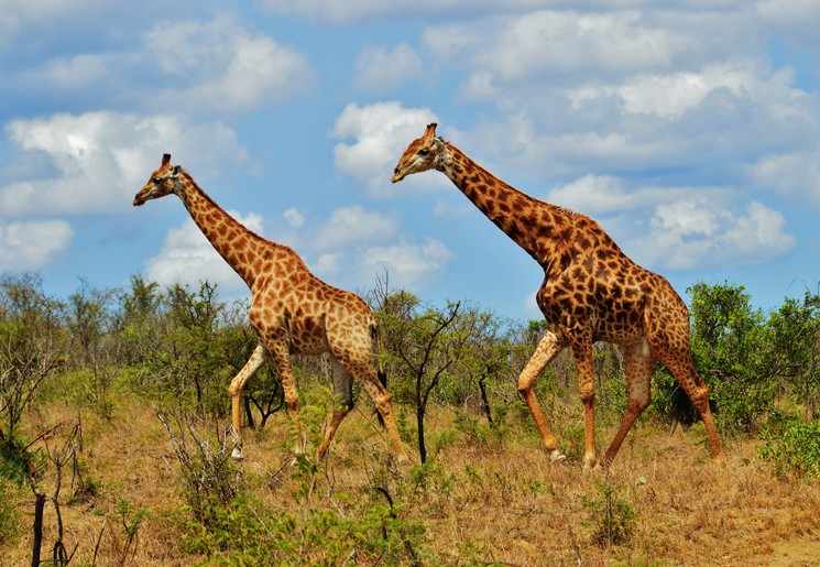 Giraffen in Kruger
