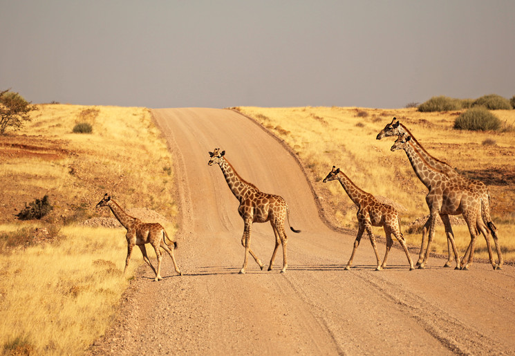 Giraffes-Etosha-National-Park-safari-rit Giraffes-Etosha-National-Park-safari-rit