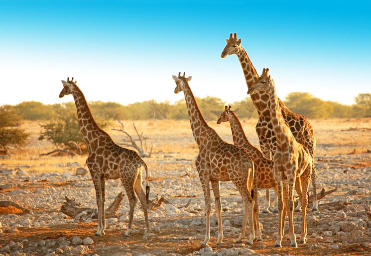 Op avontuur met een safari tussen de giraffen in Etosha