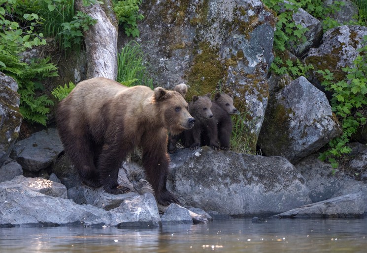 Grizzlyberen in Redoubt Bay, Alaska Grizzlyberen in Redoubt Bay, Alaska