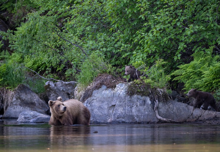 Moederbeer leert kleintjes zwemmen in Redoubt Bay, Alaska, Amerika