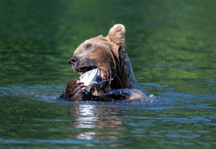 Grizzlybeer heeft zalm gevangen, Alaska, Amerika